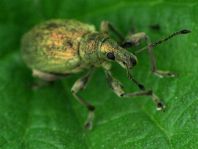 Rüsselkäfer, Curculionidae