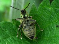Rüsselkäfer, Curculionidae