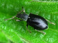 Phyllobius