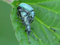 Rüsselkäfer, Curculionidae