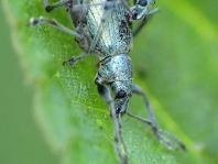 Rüsselkäfer, Curculionidae