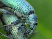 Rüsselkäfer, Curculionidae