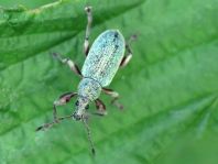 Rüsselkäfer, Curculionidae