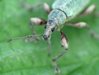 Rüsselkäfer, Curculionidae
