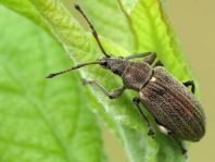 Phyllobius pyri