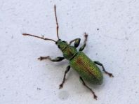 Phyllobius