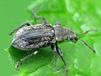 Phyllobius