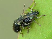 Phyllobius viridicollis