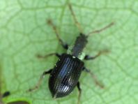 Phyllobius viridicollis