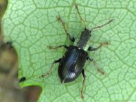 Phyllobius viridicollis