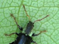 Phyllobius viridicollis