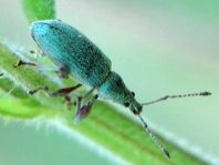 Phyllobius pomaceus