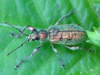 Phyllobius