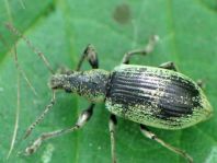 Phyllobius