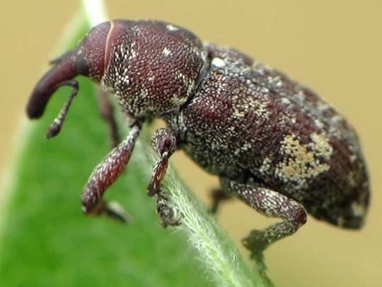 Pissodes cf. validirostris