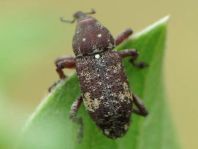 Pissodes cf. validirostris