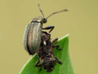 Pissodes cf. validirostris