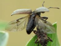 Pissodes cf. validirostris