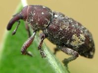 Pissodes cf. validirostris