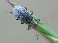 Polydrusus cervinus, Braungrauer Glanzrüssler