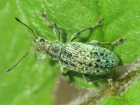 Polydrusus cervinus, Braungrauer Glanzrüssler