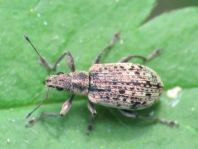 Polydrusus cervinus, Braungrauer Glanzrüssler