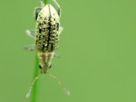 Polydrusus cervinus, Braungrauer Glanzrüssler