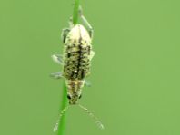 Polydrusus cervinus, Braungrauer Glanzrüssler