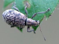 Polydrusus cervinus, Braungrauer Glanzrüssler