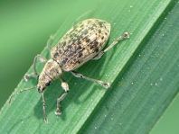 Polydrusus cervinus, Braungrauer Glanzrüssler