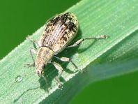 Polydrusus cervinus, Braungrauer Glanzrüssler