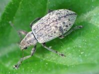 Polydrusus cervinus, Braungrauer Glanzrüssler