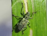 Polydrusus cervinus, Braungrauer Glanzrüssler