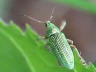 Polydrusus sericeus