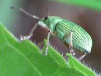 Polydrusus sericeus