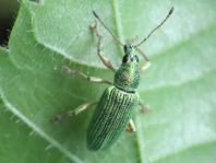 Polydrusus sericeus
