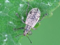 Polydrusus cervinus, Braungrauer Glanzrüssler