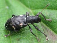 Polydrusus picus