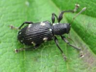 Polydrusus picus