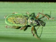 Polydrusus sericeus