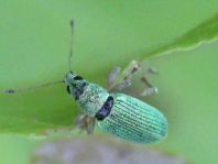 Polydrusus sericeus