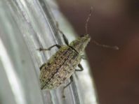 Polydrusus cervinus, Braungrauer Glanzrüssler