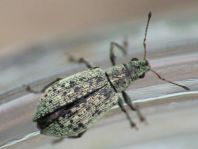 Polydrusus cervinus, Braungrauer Glanzrüssler