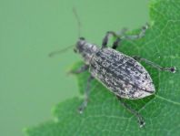 Polydrusus cervinus, Braungrauer Glanzrüssler