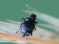 Polydrusus picus