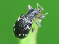Polydrusus picus