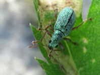 Polydrusus corruscus