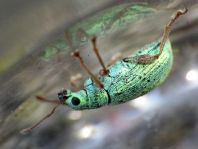 Polydrusus corruscus