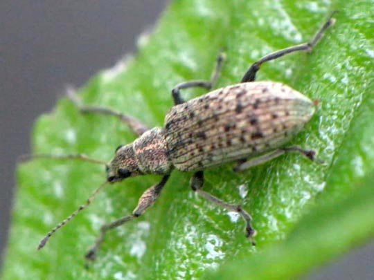 Rüsselkäfer, Curculionidae
