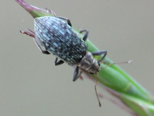 Polydrusus cervinus, Braungrauer Glanzrüssler